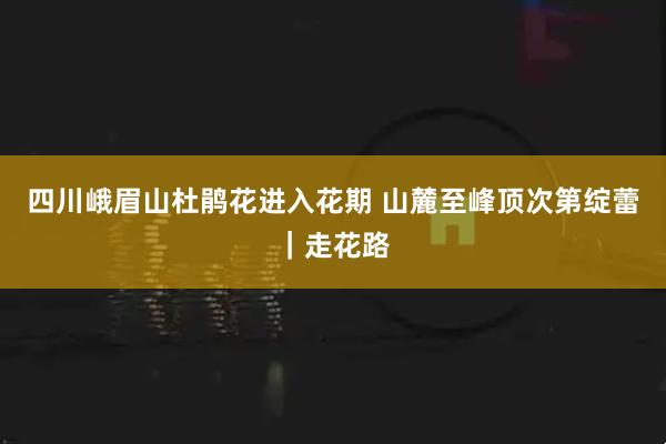 四川峨眉山杜鹃花进入花期 山麓至峰顶次第绽蕾｜走花路
